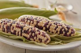 Wild Violet sweetcorn Crookham Company