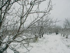 AR Mendoza cherries snow