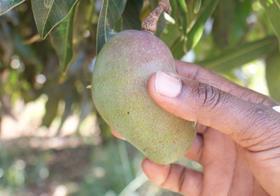 Kenyan mango Fpeak