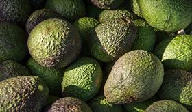 avocado generic hass free use