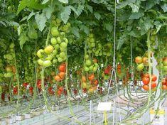 European tomato growers consolidate