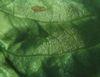 Lettuce crops under threat