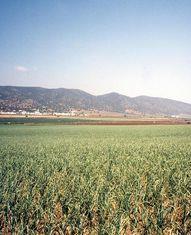 Organic production may be on the rise, but prices aren't