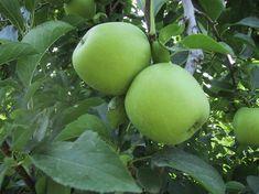 Finding the right quality on Golden Delicious this season has been tough, say insiders