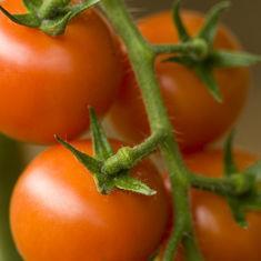 Season of two halves for Canary Islands tomatoes