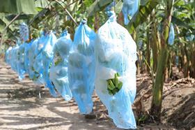 PH Philippines bananas in bags