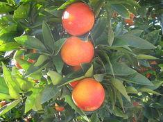 Scientists could have key to growing blood oranges in warmer climates