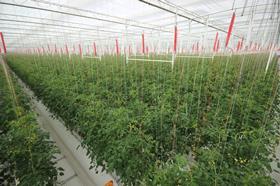 BayWa Al Dahra Al Ain tomatoes first harvest