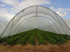 Polytunnel document details hard facts
