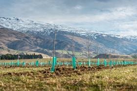 HortInvest Mt Pisa Cherries