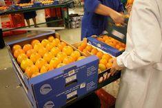 Record year for special persimmon