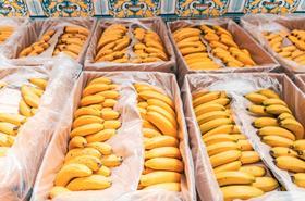 Boxes of bananas
