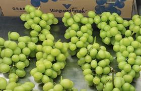 Vanguard Peru grapes