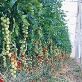 Israeli tomato glasshouse