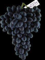New seedless grape variety on water to UK