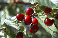 The Picota cherry crop has been revised downwards