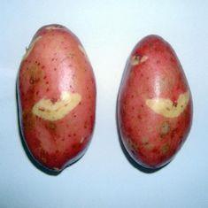 Success makes potato supplier smile