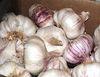 Garlic the best defence against superbug