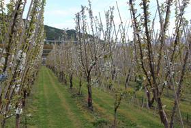 New Zealand cherries Plant and Food Research