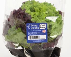 Living Leaves lettuce