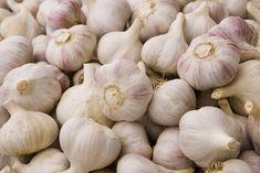Scottish garlic company rescues French growers