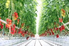 Tomatoes glasshouse