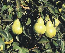 Chile pears