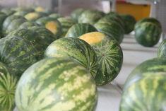 One of the more popular uses of GM would be to extend melon shelf-life