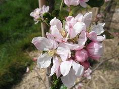 A Rubens orchard in blossom