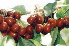 Alara to increase cherry exports by 40 per cent