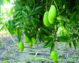 Haitian mangoes Whole Foods