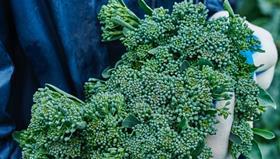 Person holding Tenderstem broccoli