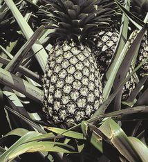 The pineapples are refrigerated to keep them in their natural state