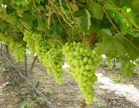 Namibian grapes