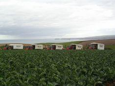 UK veg firm is inaugural World Grower of the Year