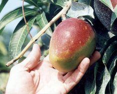 Mango dream team comes into play