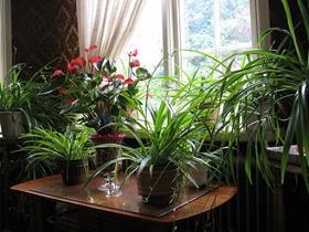 lots-of-houseplants