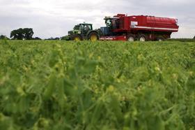 vining pea harvest