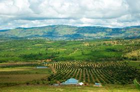 Tanzania avocado landscape
