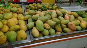 Indian mangoes