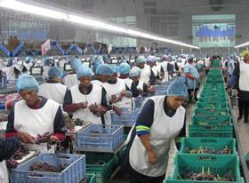 ASV South Africa black seedless grapes packing