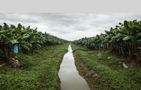 US Chiquita Nogal Wildlife corridor in Costa Rica Bananas