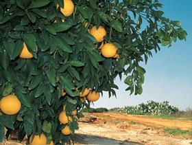 Israel citrus