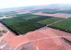 Israeli citrus flourishing