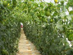 Israeli melons are grown in high tunnels