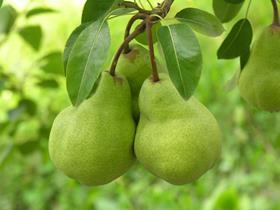 Argentine pears