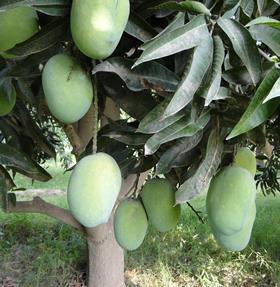 PK-mangotree