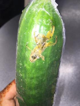 lidl frog cucumber