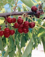 HDC publishes Tree Fruit Review 2012
