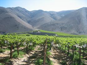 CL CopiapÃ³ grapes maountain vineyard